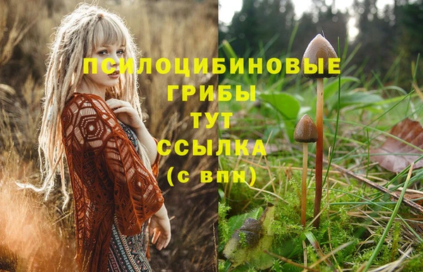 шишки Белокуриха